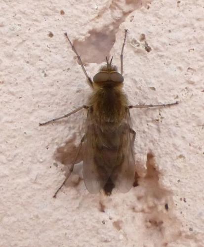 Thereva sp.